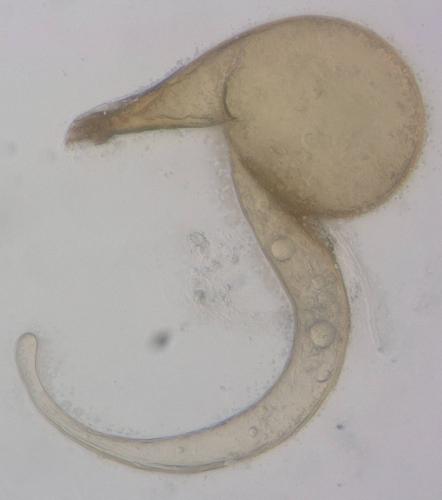 Réf. 316 278 : Sericoderus sp.